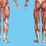 Best Exercises to Fix Leg Muscle Imbalance without Weights