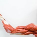 Best Triceps Workouts Without Weights