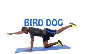 How to Do Bird Dog