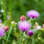Milk thistle benefits weight loss