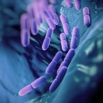 How Long Does It Take for Probiotics to Work?