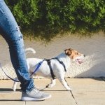 how many miles can you walk in an hour
