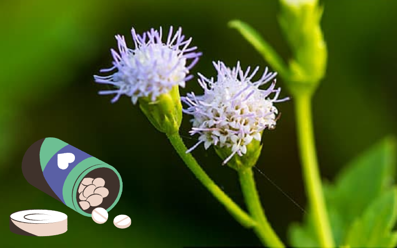 Horny Goat Weed Supplements