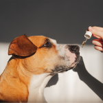 cbd for dogs