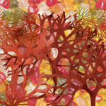 sea moss gummies