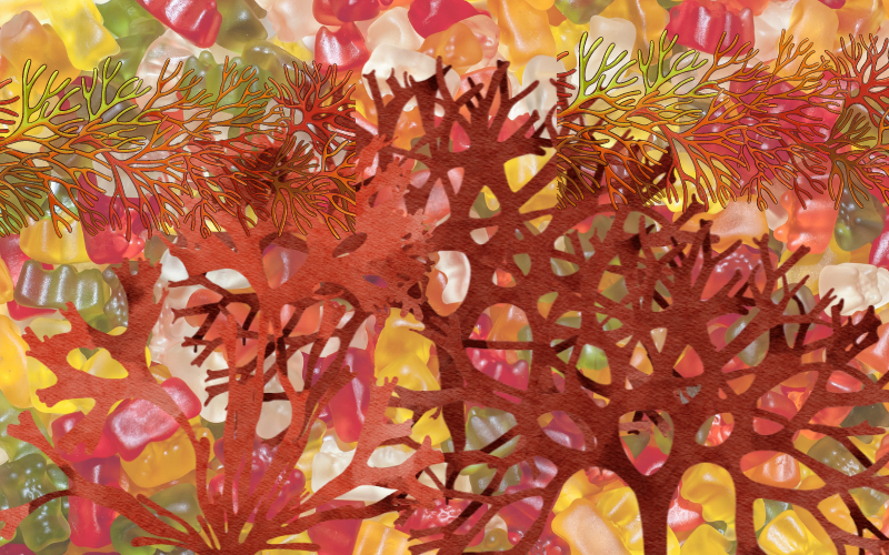 sea moss gummies