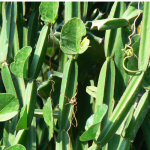 Cissus Quadrangularis 1