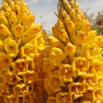 Cistanche deserticola supplement powder used for immunity and hormonal health | cistanche benefits and side effects