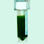 A bottle of Ox Bile extract showing its role in fat soluble vitamin absorption for a healthy lifestyle | side effects of ox bile