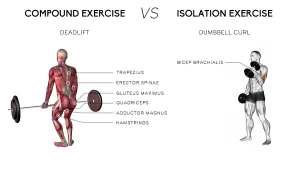 Compound vs Isolation Exercises: Which Is Better for Strength Training? 2 Compound vs Isolation Exercises: Which Is Better for Strength Training?