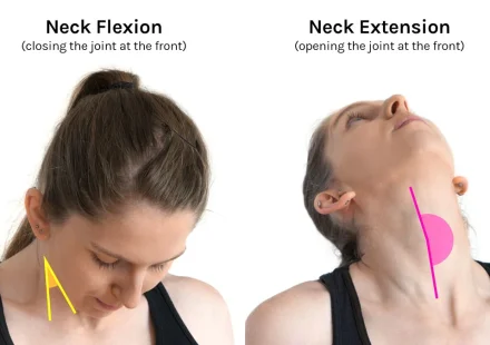 Neck Curls Exercise: How to Strengthen Your Neck Safely